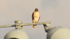 Buteo jamaicensis