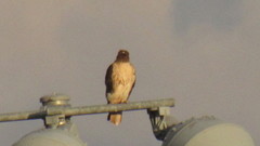 Buteo jamaicensis