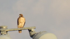 Buteo jamaicensis