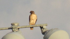 Buteo jamaicensis