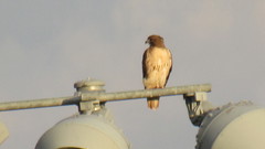 Buteo jamaicensis
