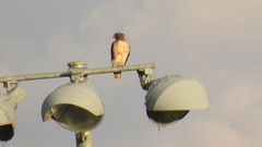 Buteo jamaicensis