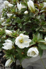 Epilobium vernicosum