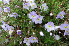 Veronica linifolia