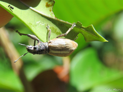 Naupactus glaucus