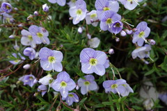 Veronica linifolia