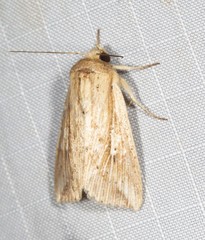 Mythimna decisissima