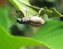 Naupactus glaucus