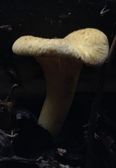 Austropaxillus statuum