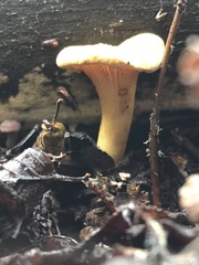 Austropaxillus statuum