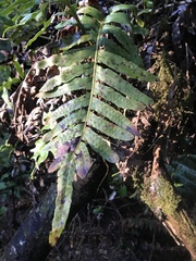 Polypodium scouleri image