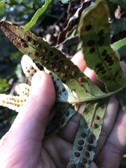 Polypodium scouleri image