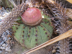 Melocactus zehntneri