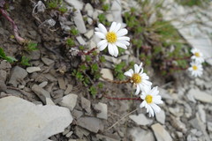 Celmisia bellidioides