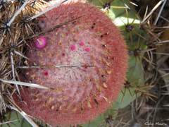 Melocactus zehntneri