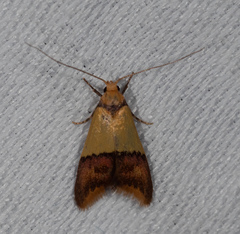 Hemibela oxyptera
