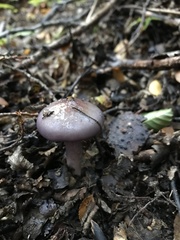 Cortinarius magellanicus