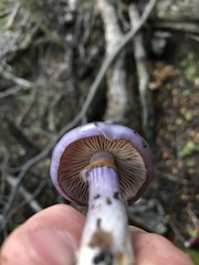 Cortinarius magellanicus