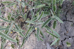 Sida fibulifera