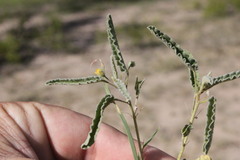 Sida fibulifera