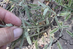 Sida fibulifera