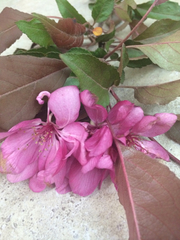 Malus purpurea