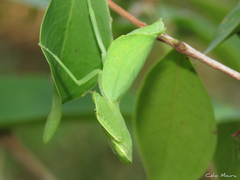 Photiomantis planicephala