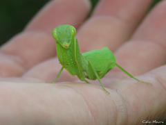 Photiomantis planicephala