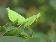 Photiomantis planicephala