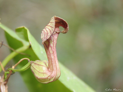 Aristolochia birostris