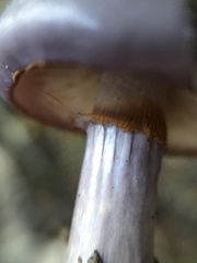 Cortinarius magellanicus