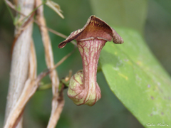 Aristolochia birostris