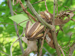Aristolochia birostris