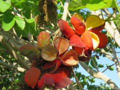 Sterculia striata