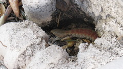 Elgaria multicarinata