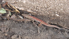 Elgaria multicarinata
