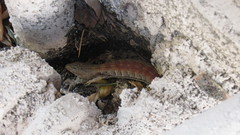 Elgaria multicarinata