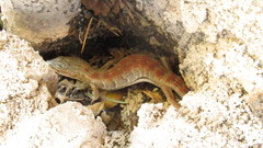 Elgaria multicarinata