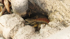 Elgaria multicarinata
