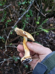 Cortinarius talus