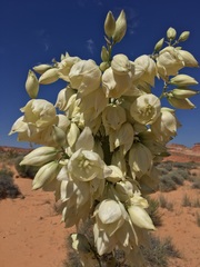 Yucca utahensis