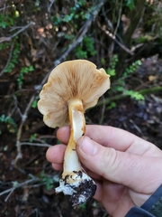 Cortinarius talus