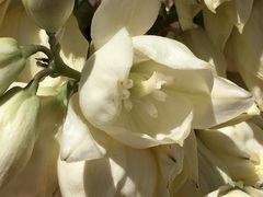 Yucca utahensis