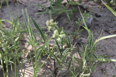 Dactyloctenium radulans