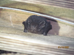 Chalinolobus gouldii