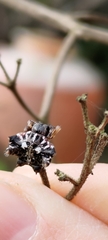 Thelacantha