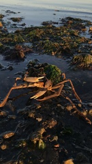 Eurypodius longirostris