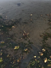 Eurypodius longirostris