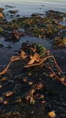 Eurypodius longirostris