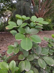 Heptapleurum ellipticum